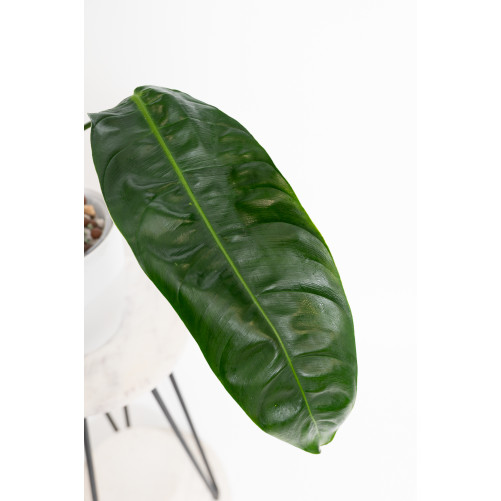 Philodendron patriciae