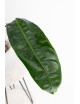 Philodendron patriciae