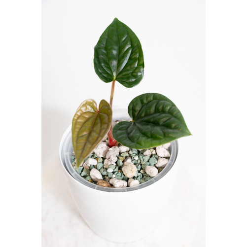 Anthurium luxurians