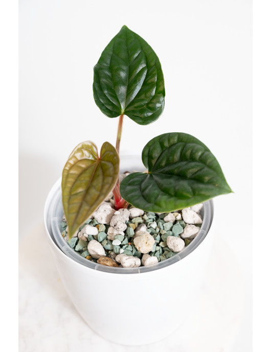 Anthurium luxurians