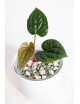 Anthurium luxurians