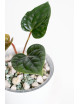 Anthurium luxurians