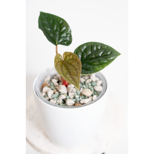 Anthurium luxurians