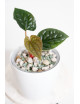 Anthurium luxurians