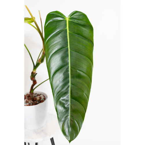 Philodendron esmeraldense x...