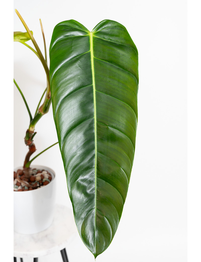 Philodendron esmeraldense x patriciae
