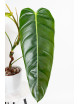 Philodendron esmeraldense x patriciae