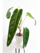 Philodendron esmeraldense x patriciae