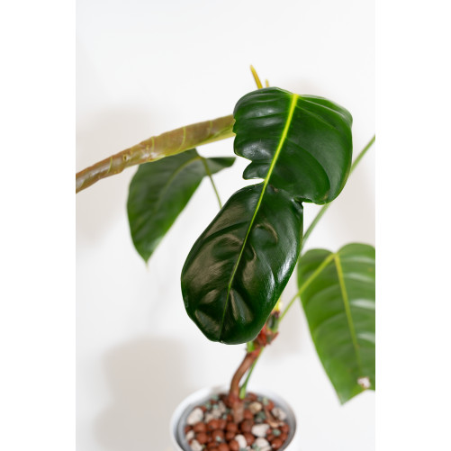 Philodendron esmeraldense x patriciae