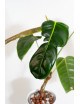 Philodendron esmeraldense x patriciae