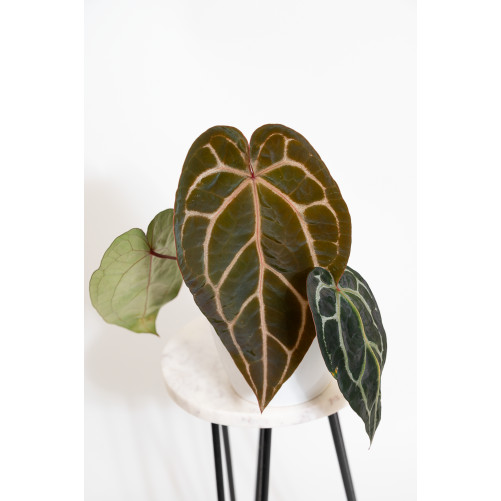 Anthurium (Michelle x...