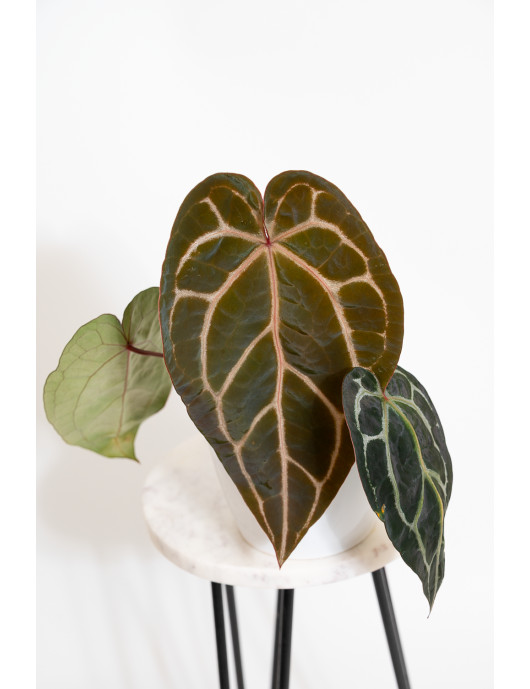 Anthurium (Michelle x Zara)'28' x Zara '52'