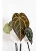 Anthurium (Michelle x Zara)'28' x Zara '52'