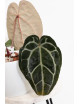 Anthurium (Michelle x Zara)'28' x Zara '52'