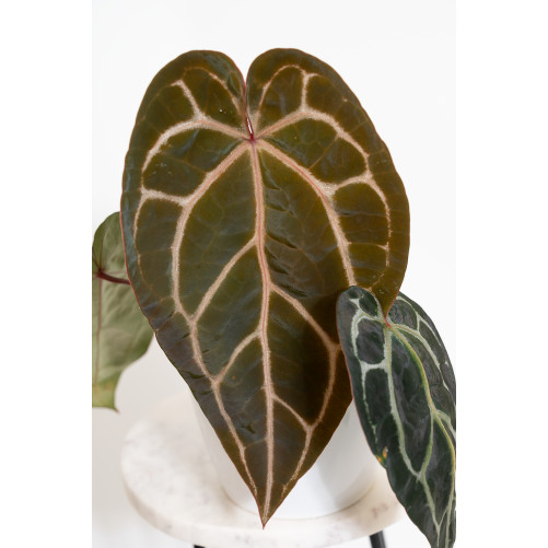 Anthurium (Michelle x Zara)'28' x Zara '52'