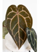 Anthurium (Michelle x Zara)'28' x Zara '52'