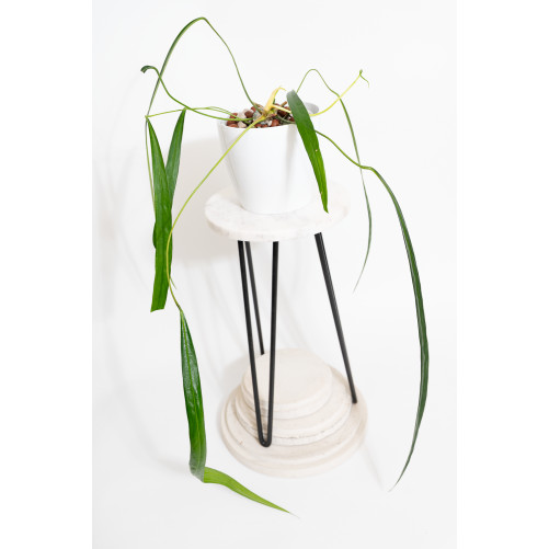 Anthurium friedrichsthalii