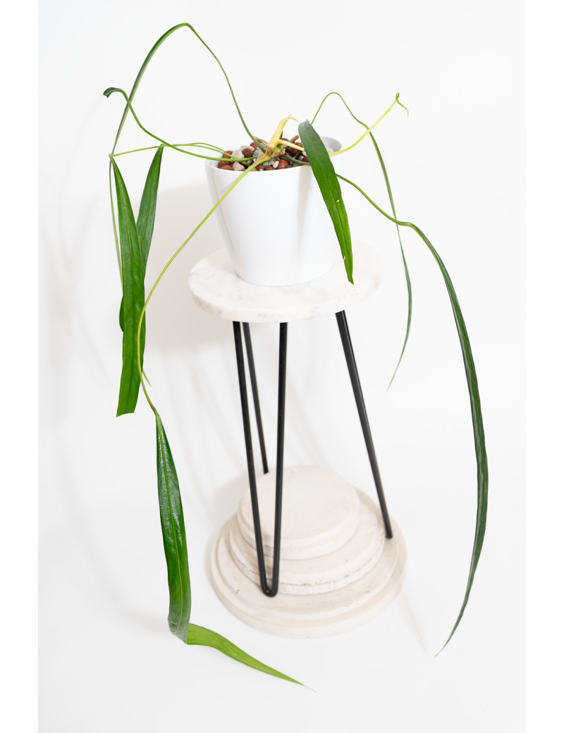 Anthurium friedrichsthalii