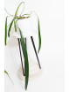 Anthurium friedrichsthalii