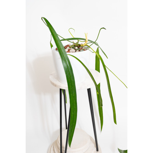 Anthurium friedrichsthalii
