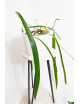 Anthurium friedrichsthalii