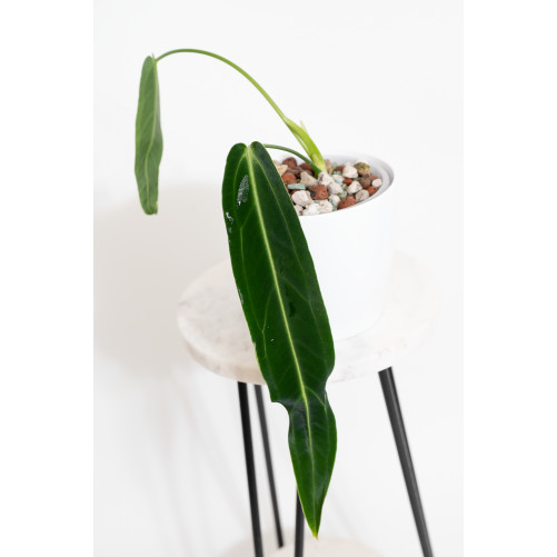 Anthurium warocqueanum