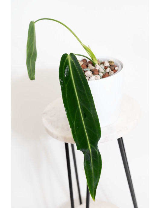 Anthurium warocqueanum