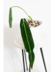 Anthurium warocqueanum