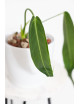 Anthurium warocqueanum