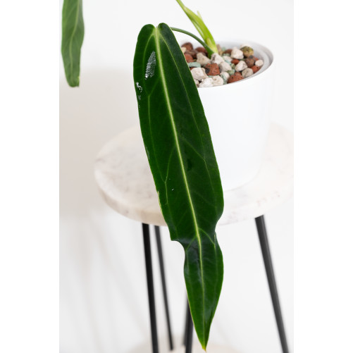 Anthurium warocqueanum