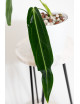 Anthurium warocqueanum