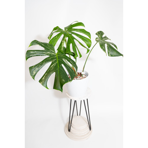 Monstera white monster