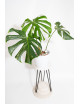 Monstera white monster
