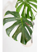 Monstera white monster