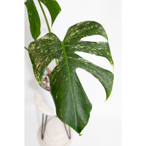 Monstera white monster