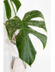 Monstera white monster
