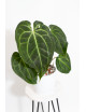 Anthurium magnificum x besseae aff