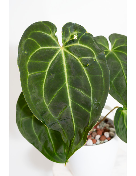 Anthurium magnificum x...