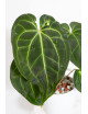 Anthurium magnificum x besseae aff