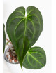 Anthurium magnificum x besseae aff