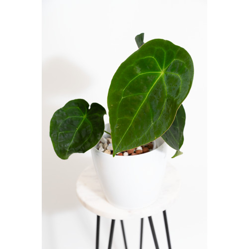 Anthurium forgetii DF