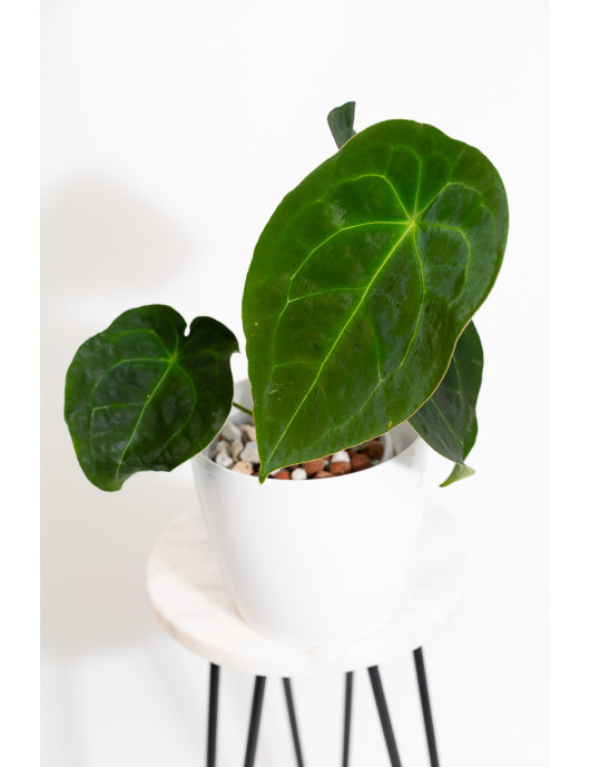 Anthurium forgetii DF