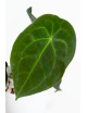 Anthurium forgetii DF