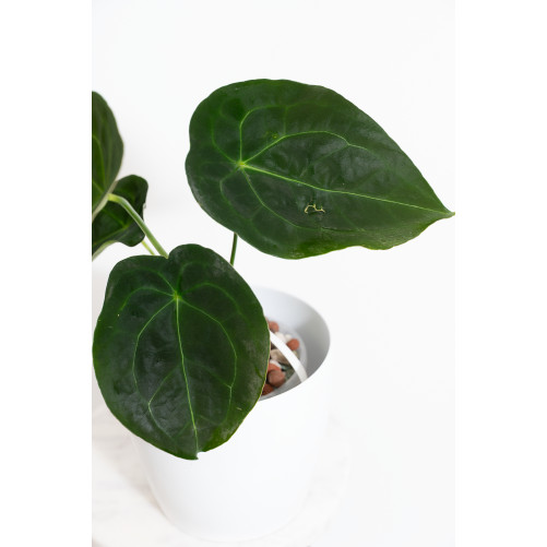 Anthurium forgetii DF