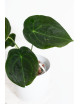 Anthurium forgetii DF