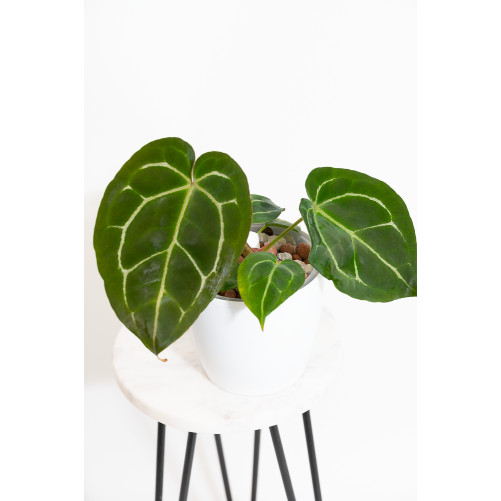Anthurium Zara x (Michelle...