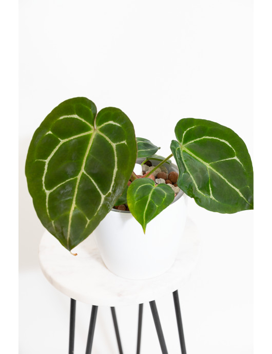 Anthurium Zara x (Michelle x Zara) x mag DF x forgetii