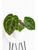 Anthurium Zara x (Michelle x Zara) x mag DF x forgetii