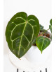 Anthurium Zara x (Michelle x Zara) x mag DF x forgetii