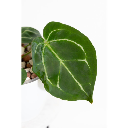 Anthurium Zara x (Michelle x Zara) x mag DF x forgetii